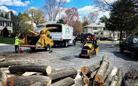 How Our Tree Care Process Works  in  Strodes Mills, PA