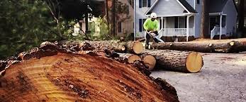 Trusted Strodes Mills, PA Tree Care Experts