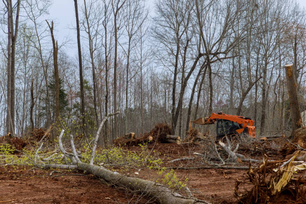 Lawn Renovation and Restoration in Strodes Mills, PA